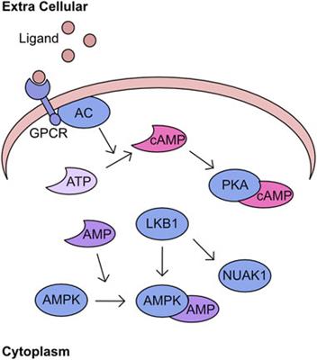 Kinase signalling adaptation supports dysfunctional mitochondria in disease